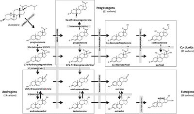 Bisphenol S Alters the Steroidome in the Preovulatory Follicle, Oviduct Fluid and Plasma in Ewes With Contrasted Metabolic Status